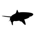 Shark isolated black silhouette. Side view. Marine animal. White background. Vector illustration clipart. Tiger or blue shark Royalty Free Stock Photo