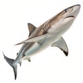 Shark Royalty Free Stock Photo