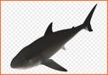 Shark isometric vector