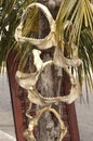 Shark jaws, Progreso, Mexico