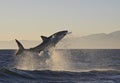 Shark leaping out of the water in the high seas of Australia