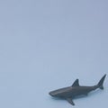 Shark on a light blue background with copy space. Minimalist aesthetic scene