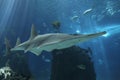 Shark at Lisbon Oceanarium Royalty Free Stock Photo