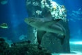 Shark in Lisbon Oceanarium Royalty Free Stock Photo