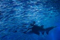 Shark with many fishes in aquarium Royalty Free Stock Photo