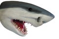 Shark, model of a head