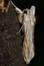 The shark moth (Cucullia umbratica)