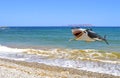 Shark off Kato Gouves pebble beach in Crete