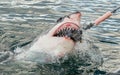 Attacking Great White Shark . Royalty Free Stock Photo