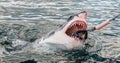 Shark with open mouth emerges out off the water on the surface and grabs bait.