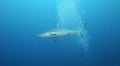Shark in Open Water Royalty Free Stock Photo
