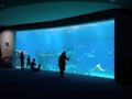 The Shark Pool of Coral World Underwater Observatory aquarium