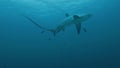 Shark requin renard big sea Royalty Free Stock Photo
