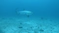 Shark requin renard big sea