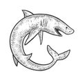 Shark rolled in circle sketch vector illustration Royalty Free Stock Photo