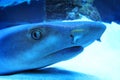 Shark\'s eye close-up in blue tones. Predatory gaze of a dangerous animal. Reflections of Royalty Free Stock Photo