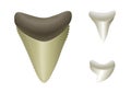 Shark's teeth. Megalodon, Great, Tiger Shark