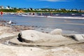 A shark sand sculpture Royalty Free Stock Photo