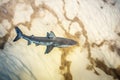 shark shadow on sea bed sand from above Royalty Free Stock Photo