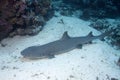 Shark show on the Maldives islands, don& x27;t be fooled by the calm.