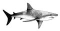 Shark side view sketch hand drawn in doodle style illustration Royalty Free Stock Photo
