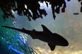 Shark silhouette Royalty Free Stock Photo