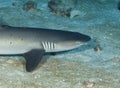 Shark sitting on the sea floor in Australia. solid, hard, dangerous, no trust, colorful