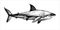 Shark sketch, vector black and white illustration. Royalty Free Stock Photo
