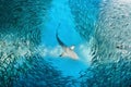 Shark and small fishes in ocean