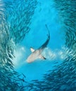 Shark and small fishes in ocean