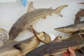 Shark specimen Royalty Free Stock Photo