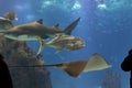 Shark stingray and fish swimming in a large aquarium close to the glass Royalty Free Stock Photo