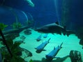 Sharks and small fish swimming in aquarium - deep blue shades Royalty Free Stock Photo