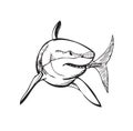 Shark, stylized illustration