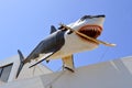 Corralejo harbour Shark