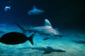 Shark swimming in aquario in the foreground Royalty Free Stock Photo