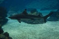 Shark swimming in the depht Royalty Free Stock Photo