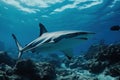 Shark Swimming over Coral Reefs and Sea Surface Reflecting Sunlight In Deep Sea Royalty Free Stock Photo