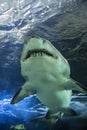 Shark swimming at the Ripley`s Aquarium in Toronto Ontario Canada Royalty Free Stock Photo