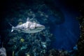 Shark swimming underwater inside the aquarium Royalty Free Stock Photo