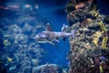 Shark swimming underwater inside the aquarium Royalty Free Stock Photo