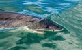 Shark swimming underwater