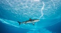 Shark Swimming Beneath Ice-Covered Ocean Surface with Sunlight Patterns in Clear Polar Waters Royalty Free Stock Photo