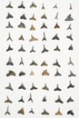 Shark Teeth Royalty Free Stock Photo