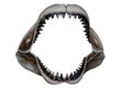 Shark Teeth