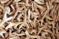 shark teeth collection texture