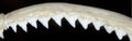 Shark teeth rows