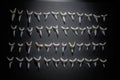 Shark teeth spread out on a black background Royalty Free Stock Photo