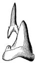 Shark Teeth, vintage illustration