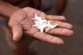 Shark teeths Royalty Free Stock Photo